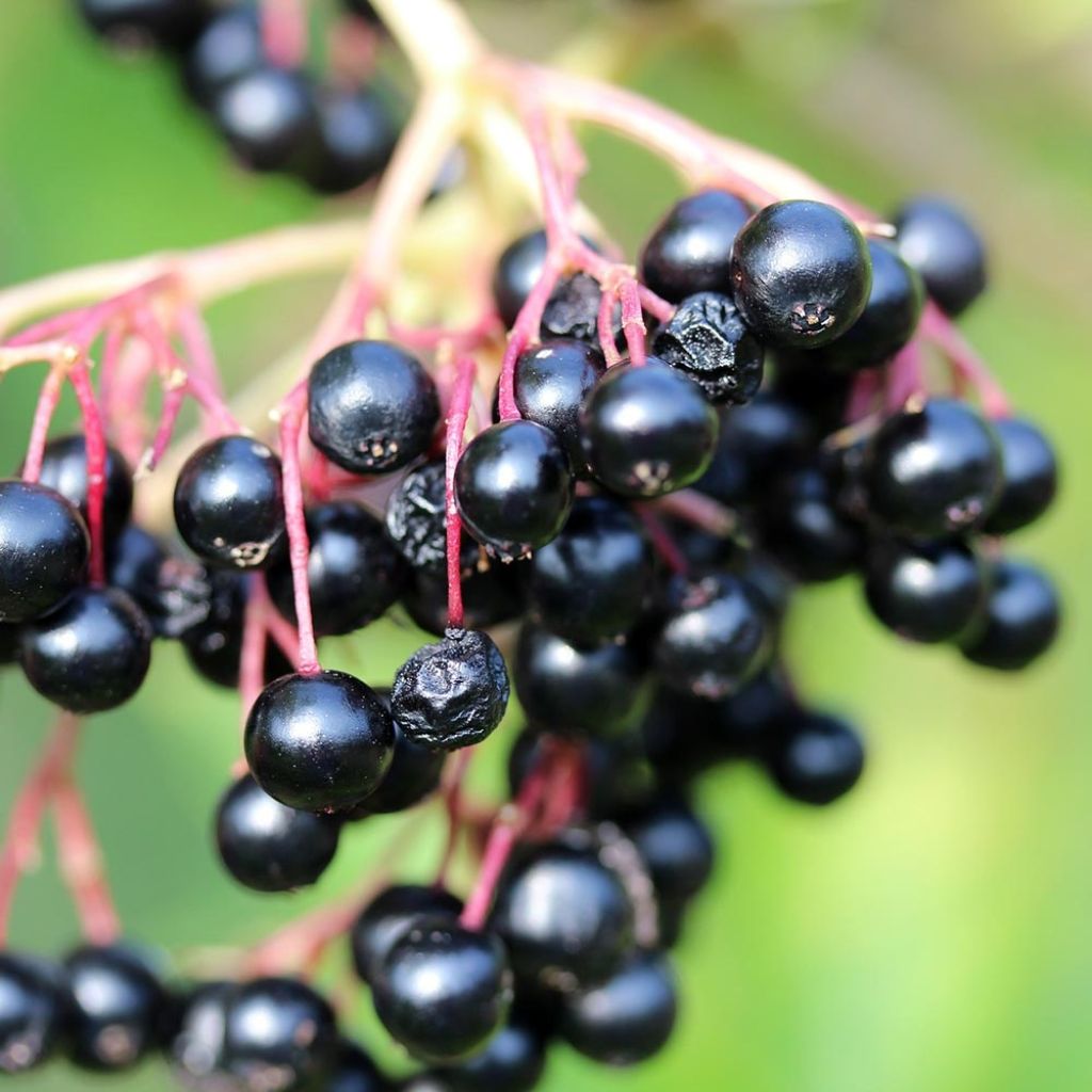 Sureau noir - Sambucus nigra Laciniata