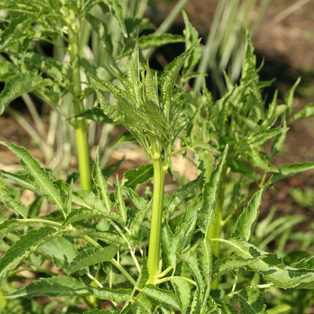 Sambuco nero Monstrosa