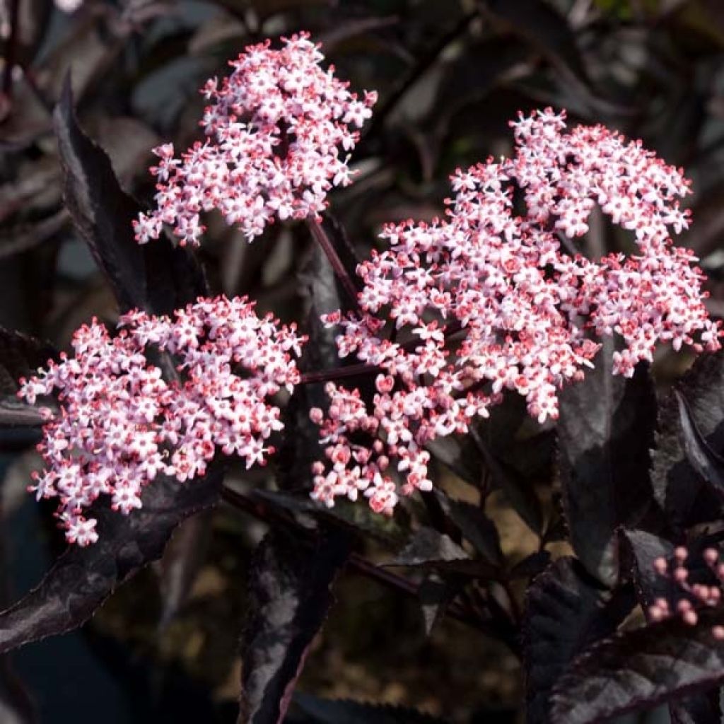 Sureau noir, Sambucus nigra Black Beauty Gerda