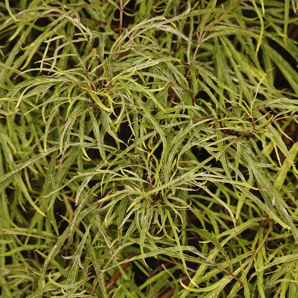 Sambuco rosso Tenuifolia