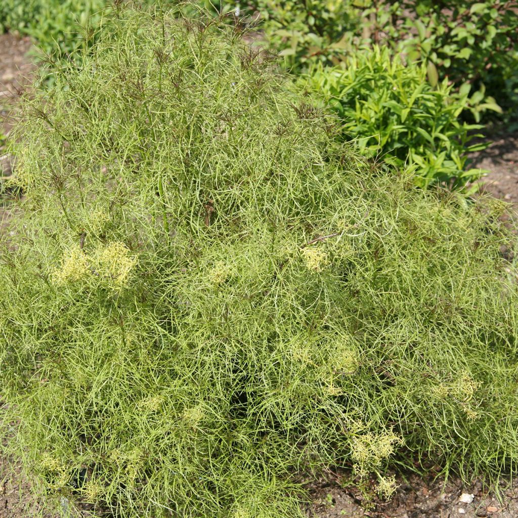 Sambuco rosso Tenuifolia