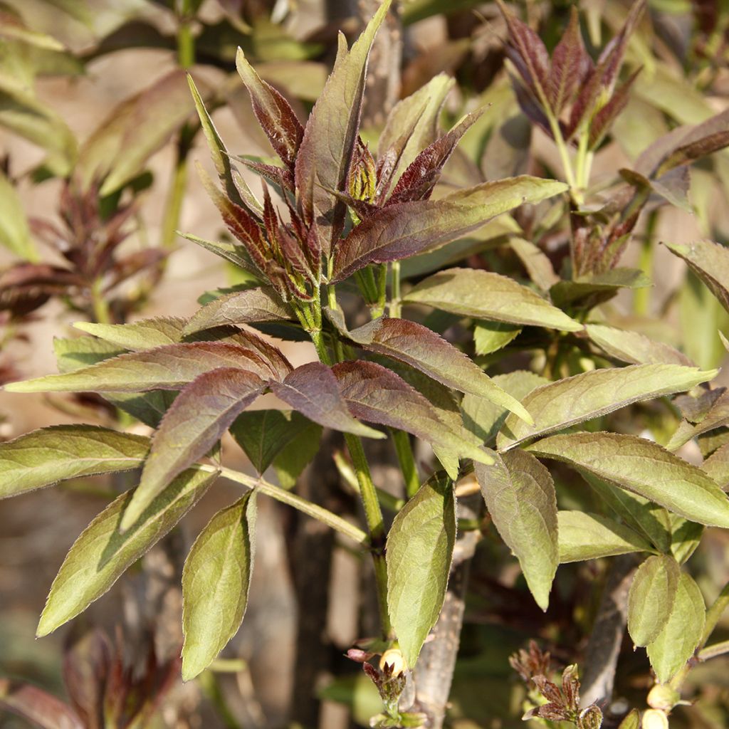 Sambucus tigranii - Sambuco