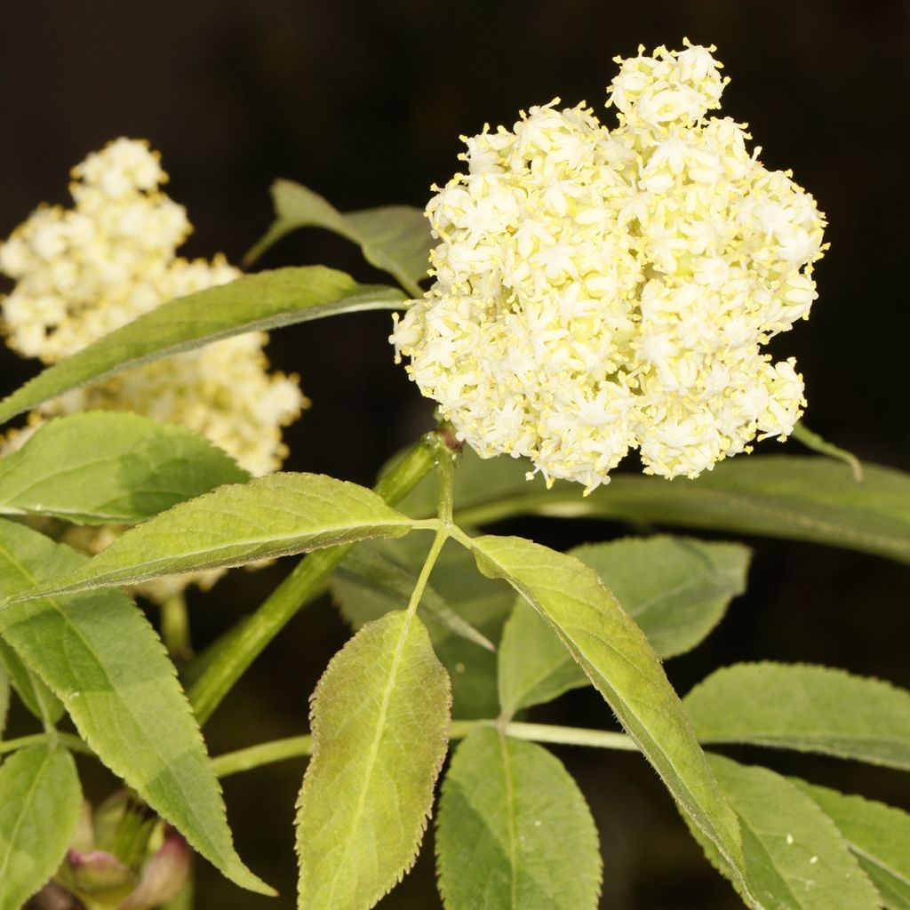 Sambucus tigranii - Sambuco