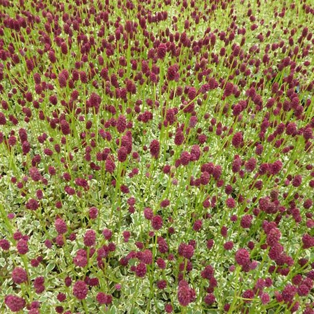 Sanguisorba Little Angel - Pimprenelle Little Angel