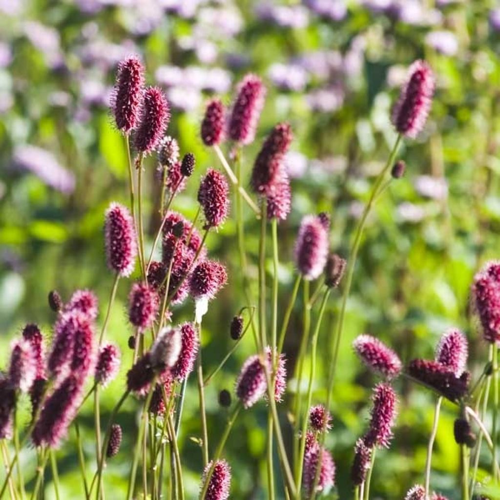 Sanguisorba menziesii