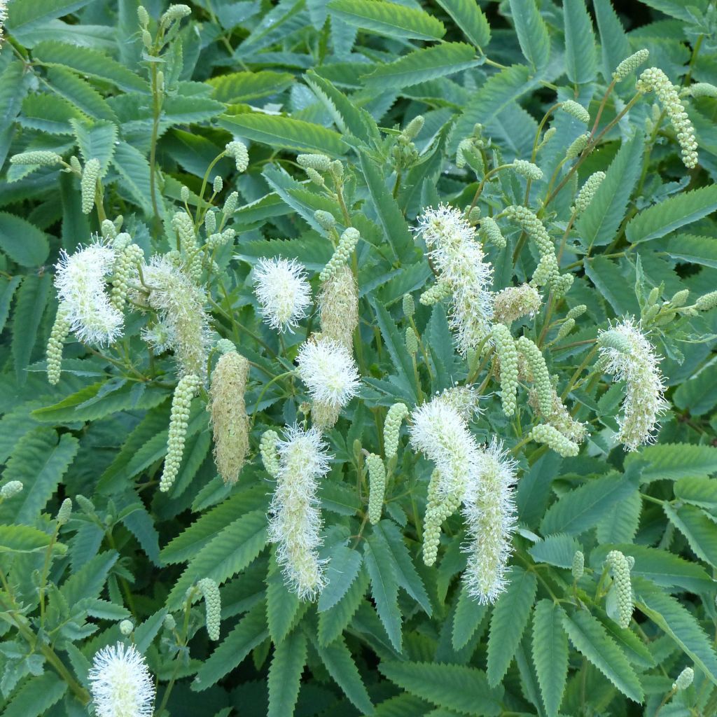 Sanguisorba canadensis