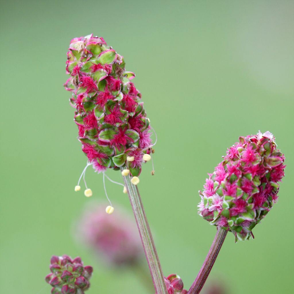 Sanguisorba minor - Pimpinella