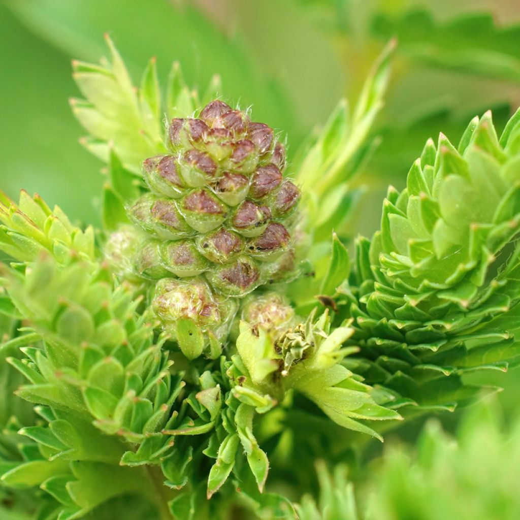 Sanguisorba minor - Pimpinella