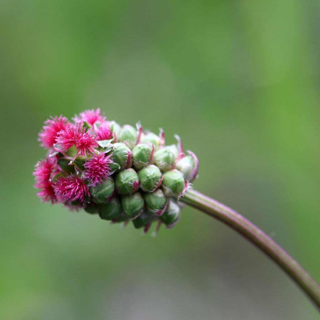 Sanguisorba minor - Pimpinella