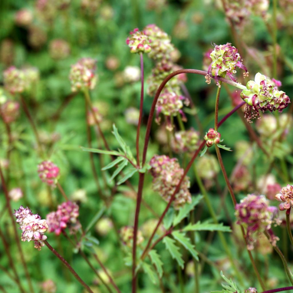 Sanguisorba minor - Pimpinella