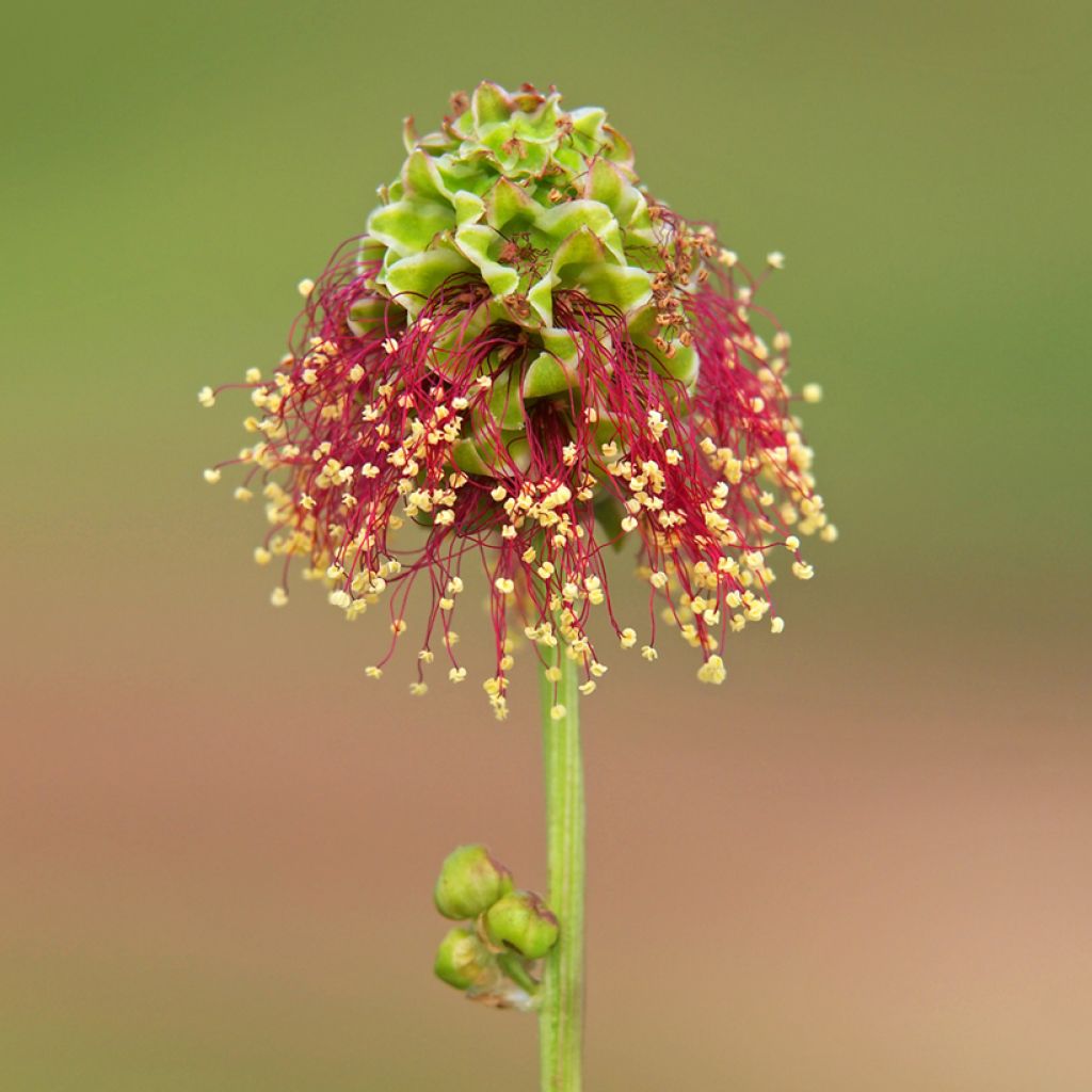 Sanguisorba minor - Pimpinella