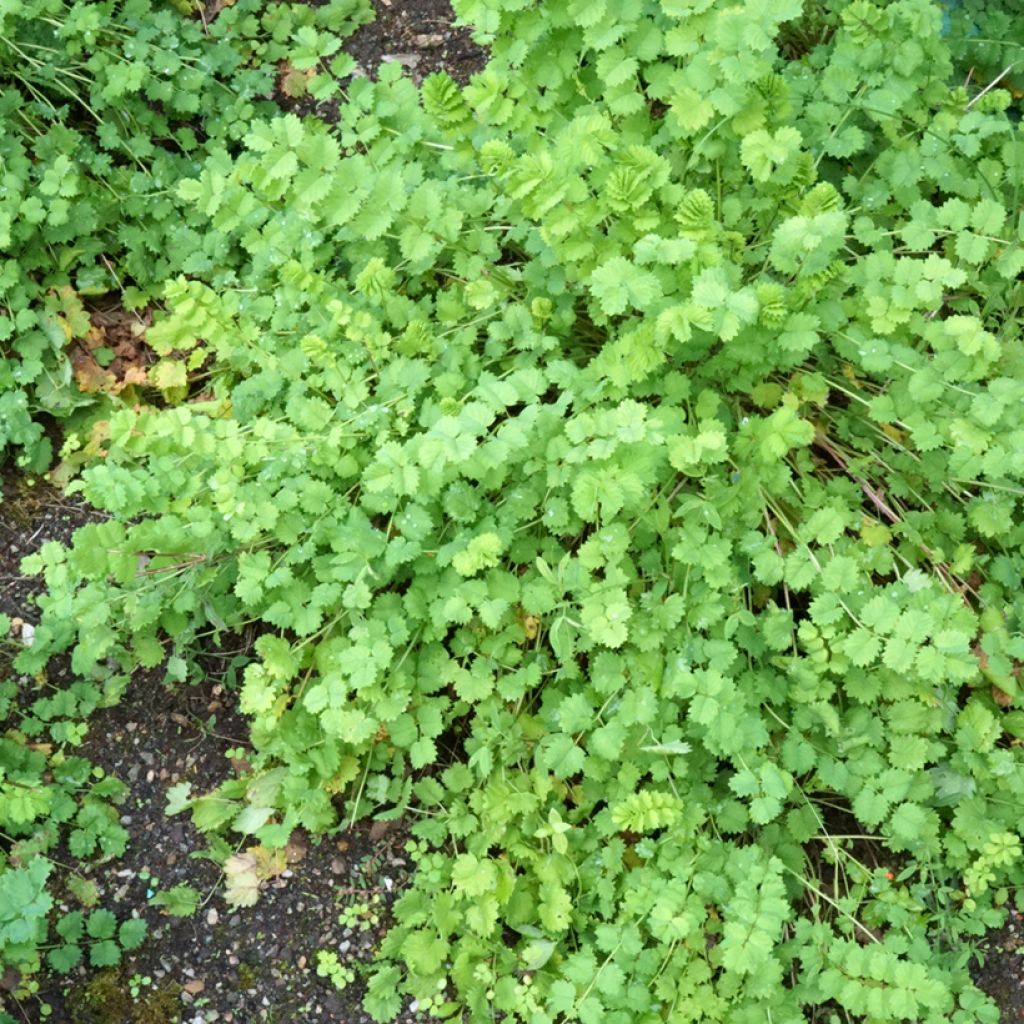 Sanguisorba minor - Pimpinella