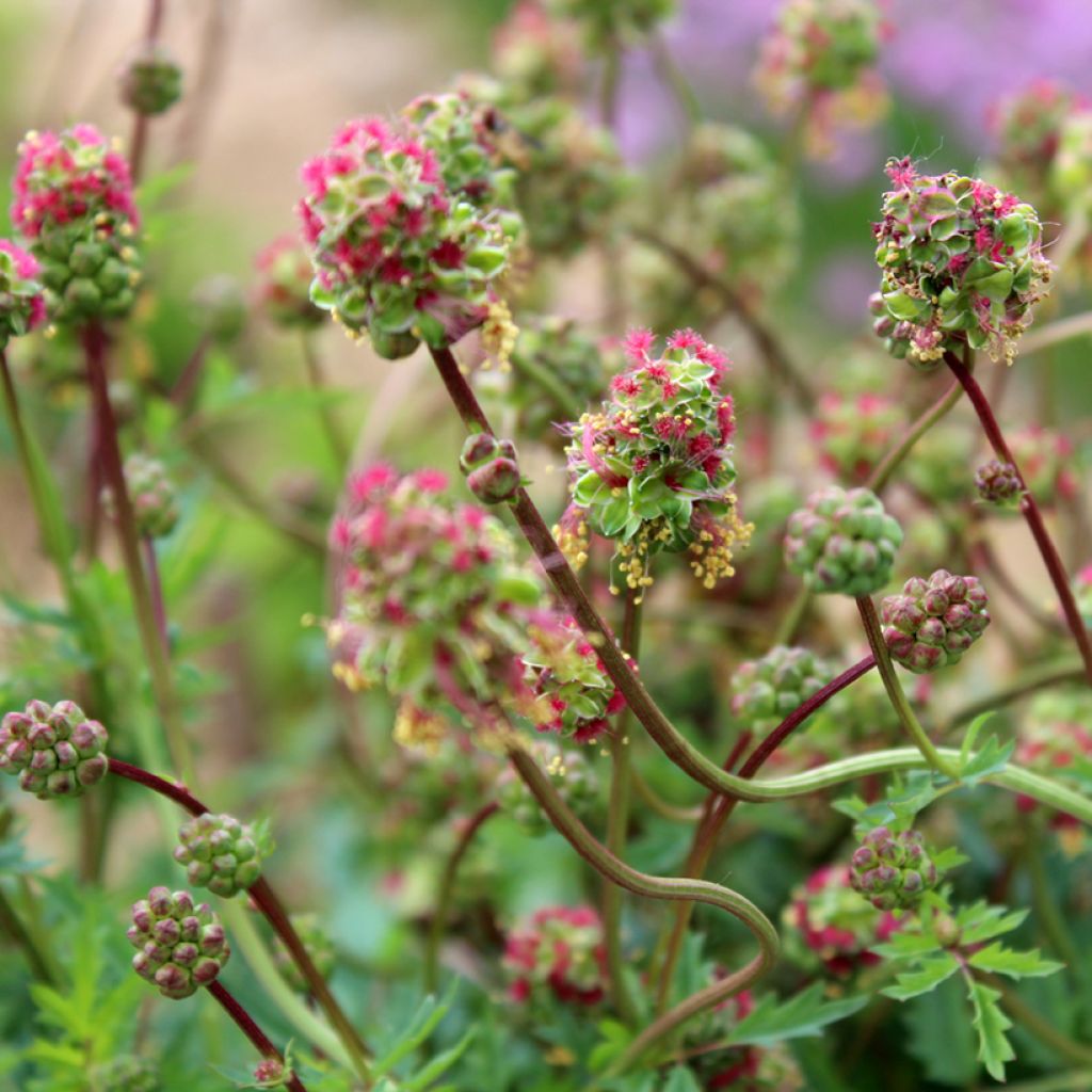 Sanguisorba minor - Pimpinella