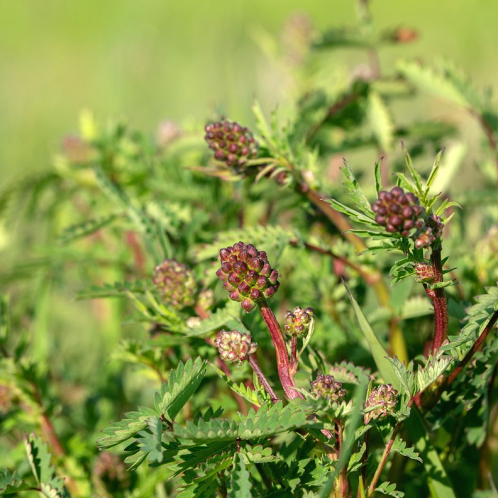 Sanguisorba minor - Pimpinella