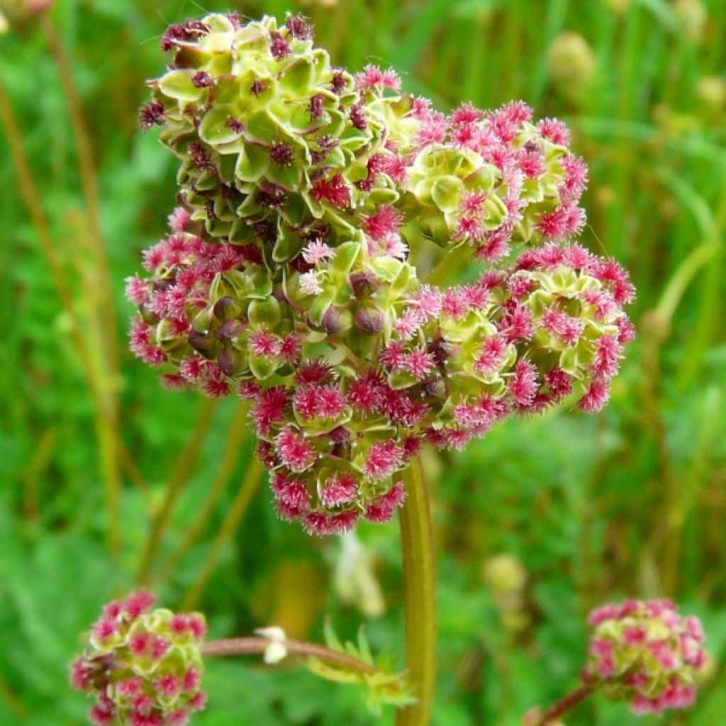 Sanguisorba minor - Pimpinella