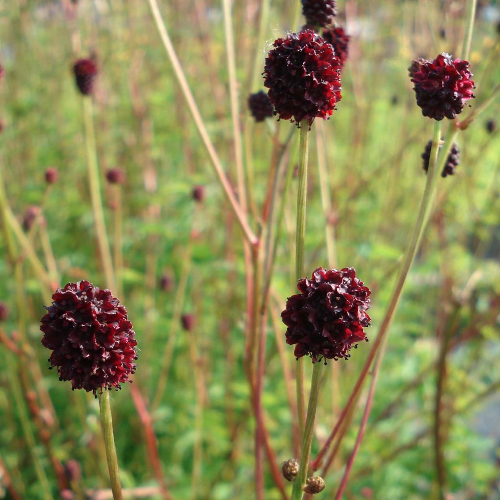 Sanguisorba Chocolate Tip