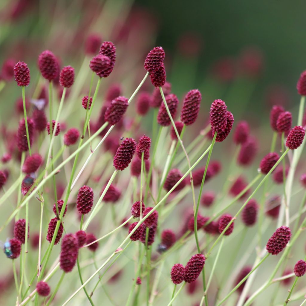 Sanguisorba officinalis Arnhem - Salvastrella maggiore