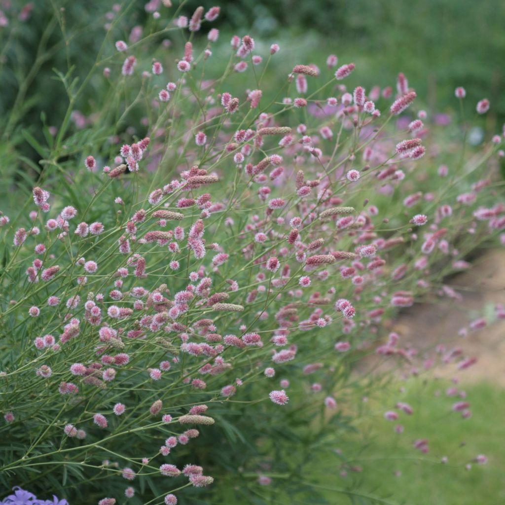 Sanguisorba officinalis Pink Tanna - Salvastrella maggiore