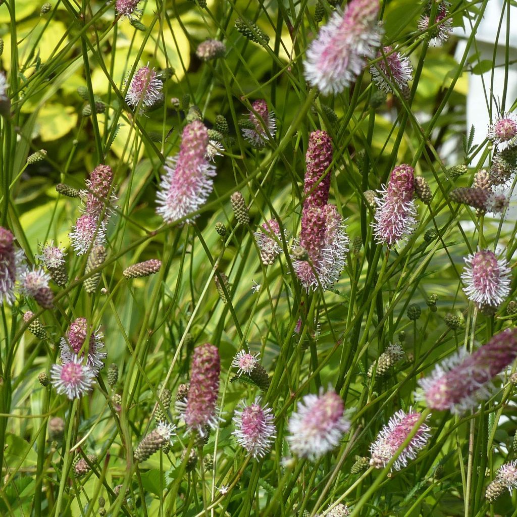 Sanguisorba officinalis Pink Tanna - Salvastrella maggiore