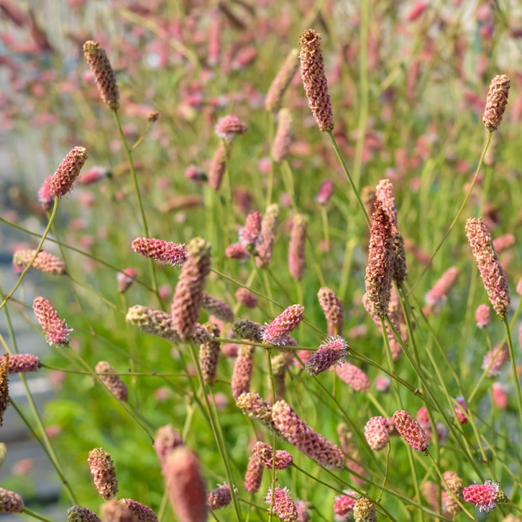 Sanguisorba officinalis Pink Tanna - Salvastrella maggiore