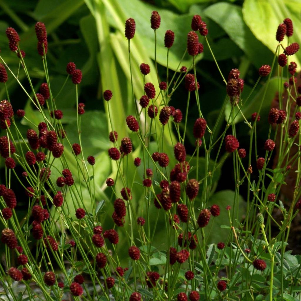 Sanguisorba officinalis Tanna - Salvastrella maggiore