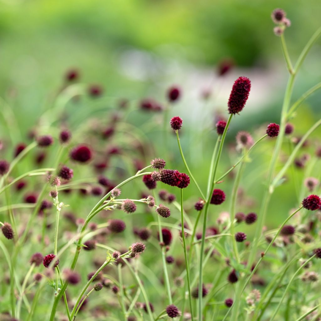 Sanguisorba officinalis Tanna - Salvastrella maggiore