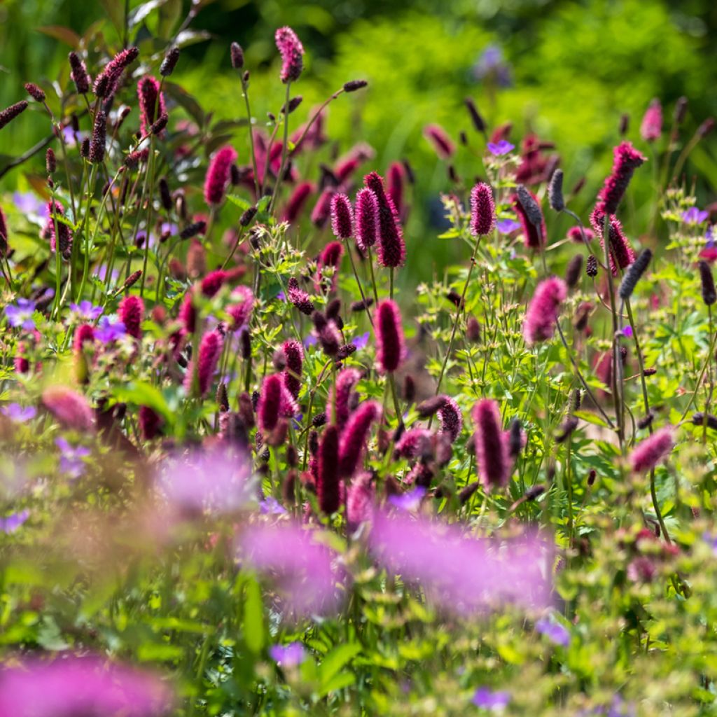 Sanguisorba officinalis Tanna - Salvastrella maggiore