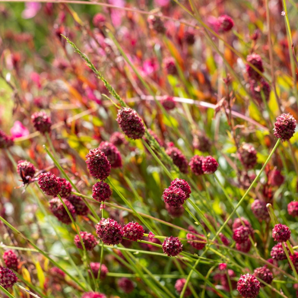 Sanguisorba officinalis Tanna - Salvastrella maggiore