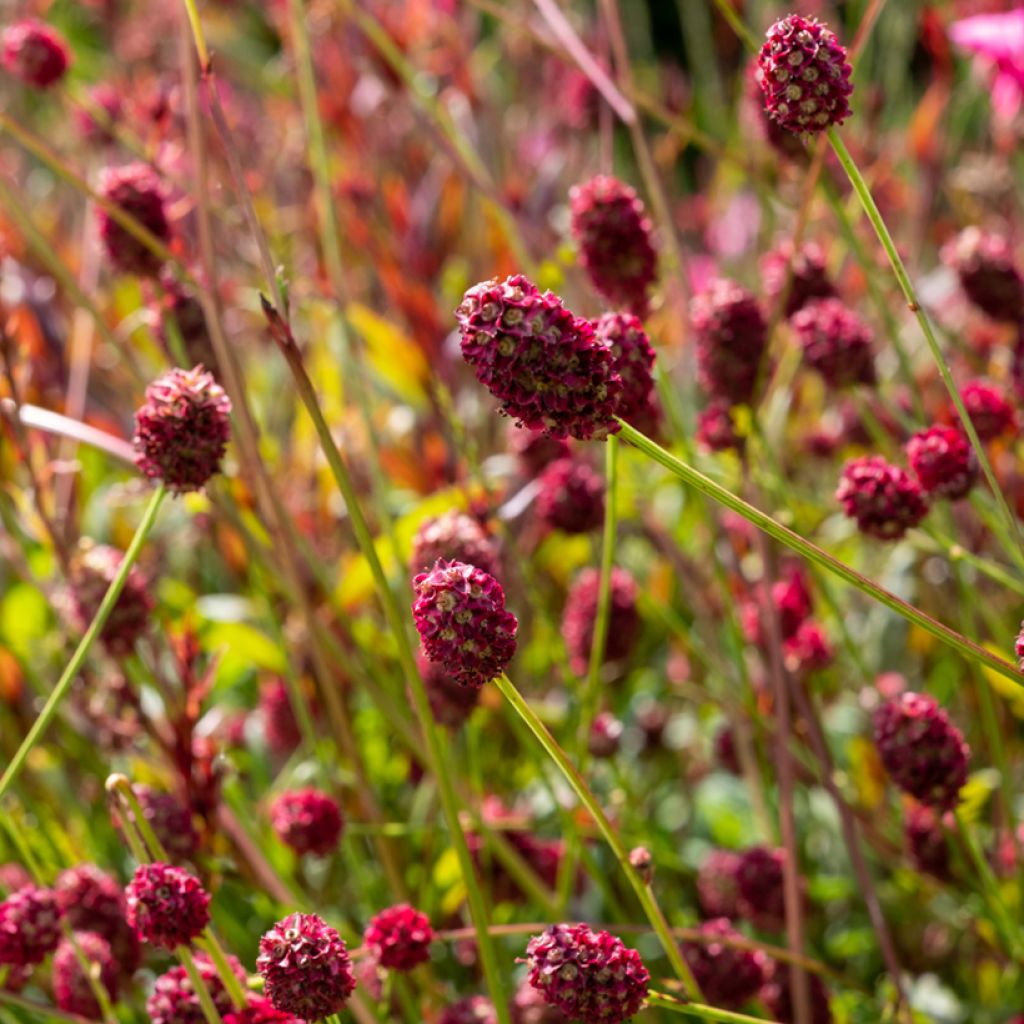 Sanguisorba officinalis Tanna - Salvastrella maggiore