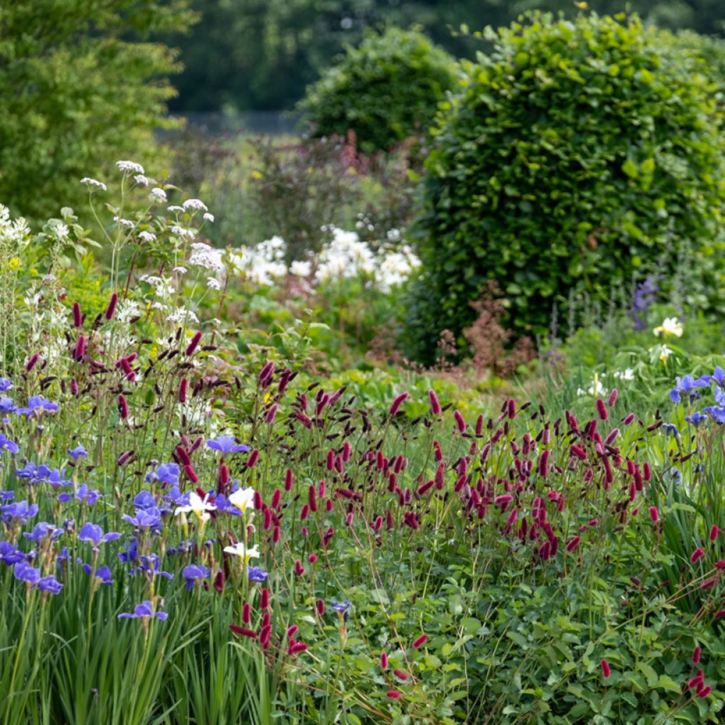 Sanguisorba officinalis Tanna - Salvastrella maggiore