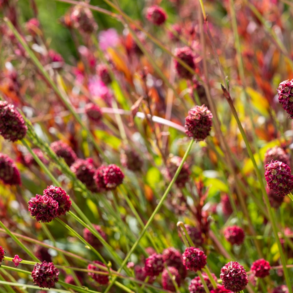 Sanguisorba officinalis Pink Tanna - Salvastrella maggiore