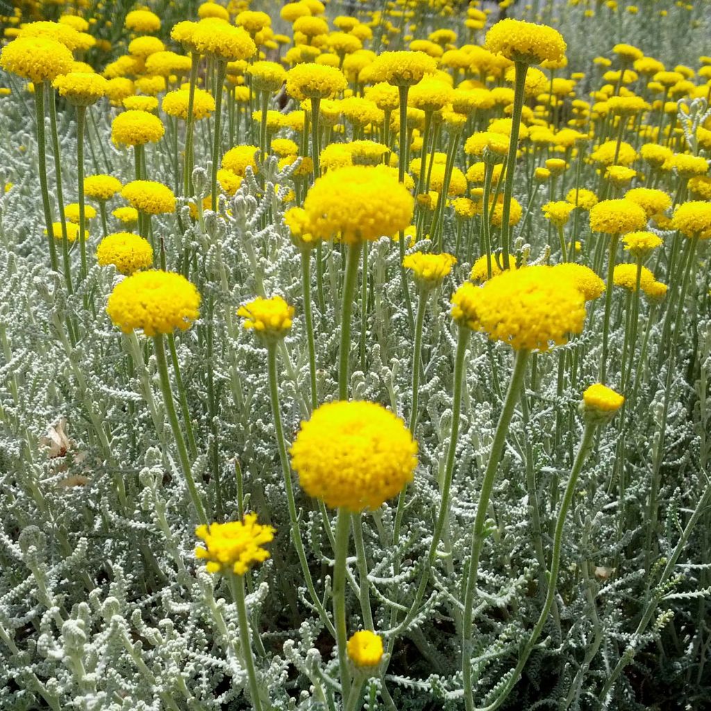 Santolina chamaecyparissus - Crespolina cipressina