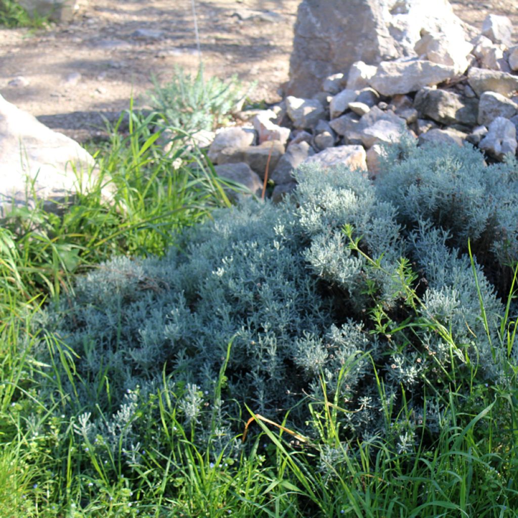 Santolina chamaecyparissus - Crespolina cipressina