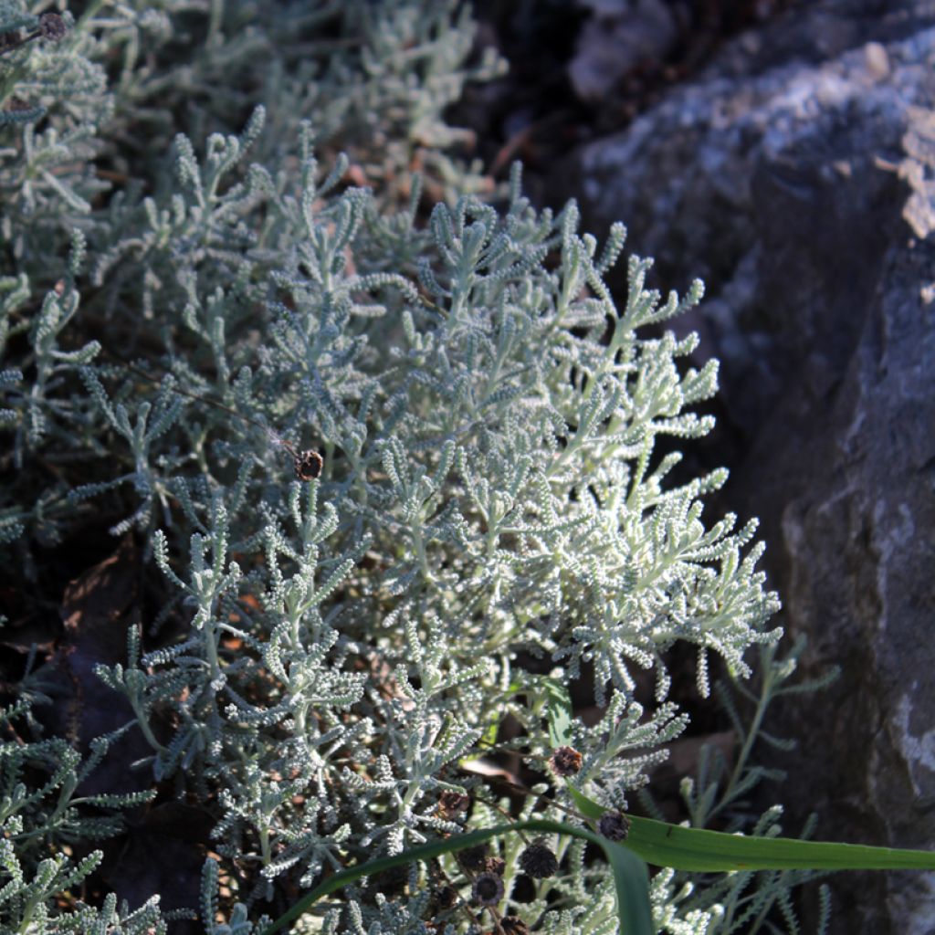 Santolina chamaecyparissus - Crespolina cipressina