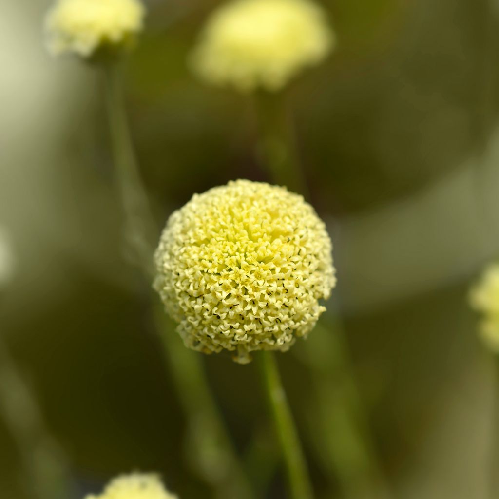 Santolina rosmarinifolia - Santoline à feuilles de romarin