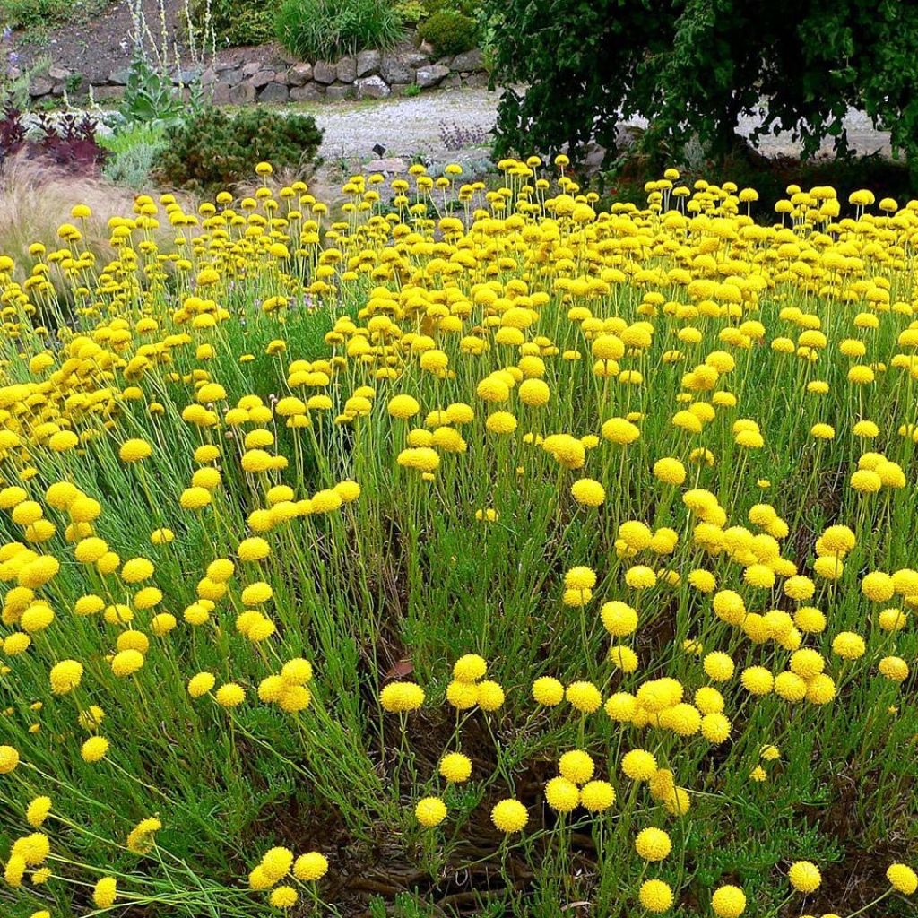 Santolina virens - Crespolina verdeggiante