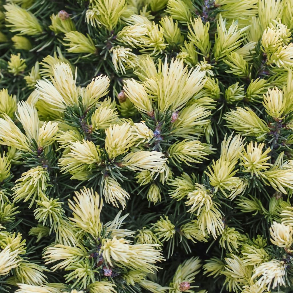 Sapinette blanche, Epinette blanche - Picea glauca Sun on the Sky