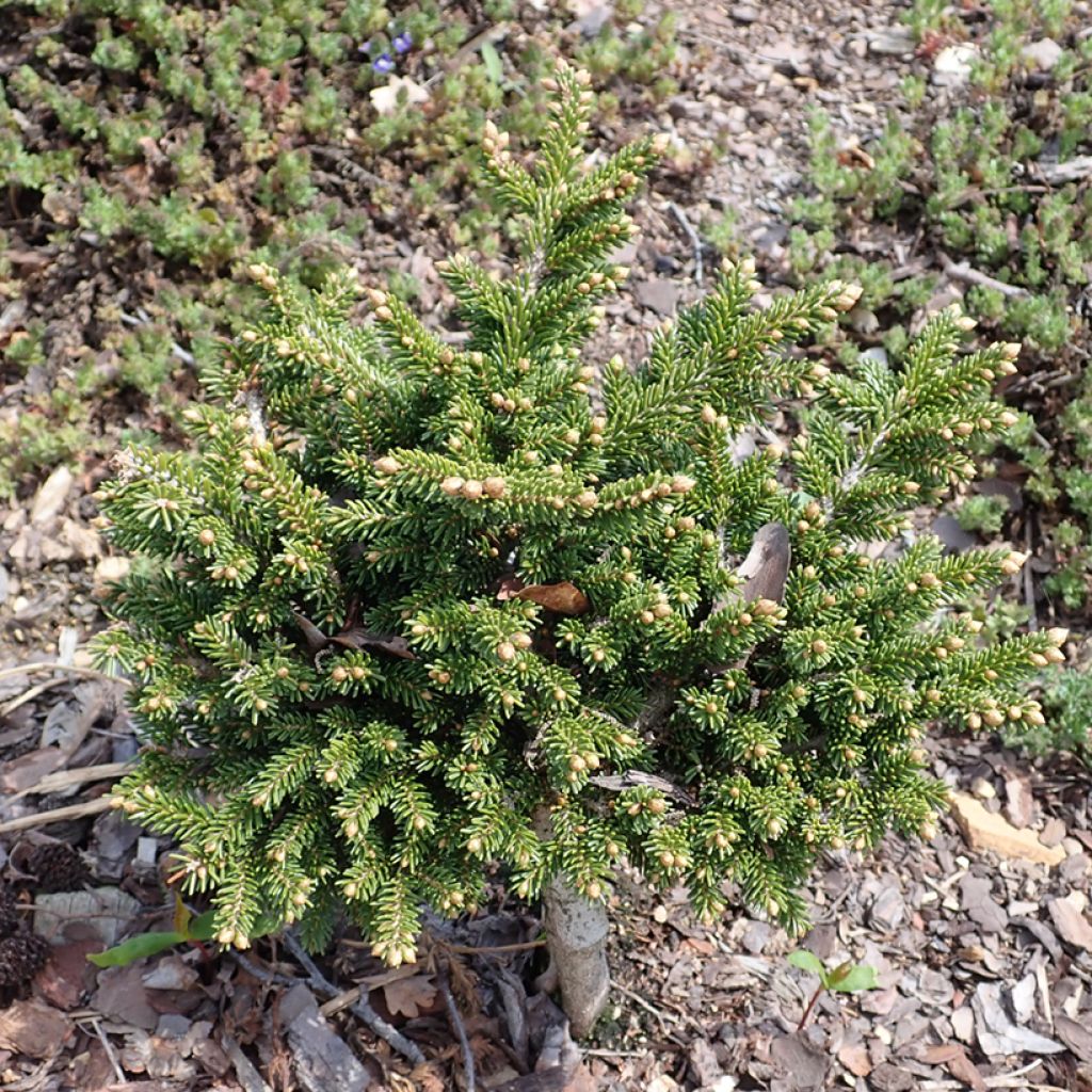 Sapinette d'Orient - Picea orientalis Jewel