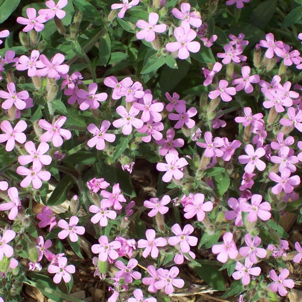 Saponaria ocymoides - Saponaria rossa