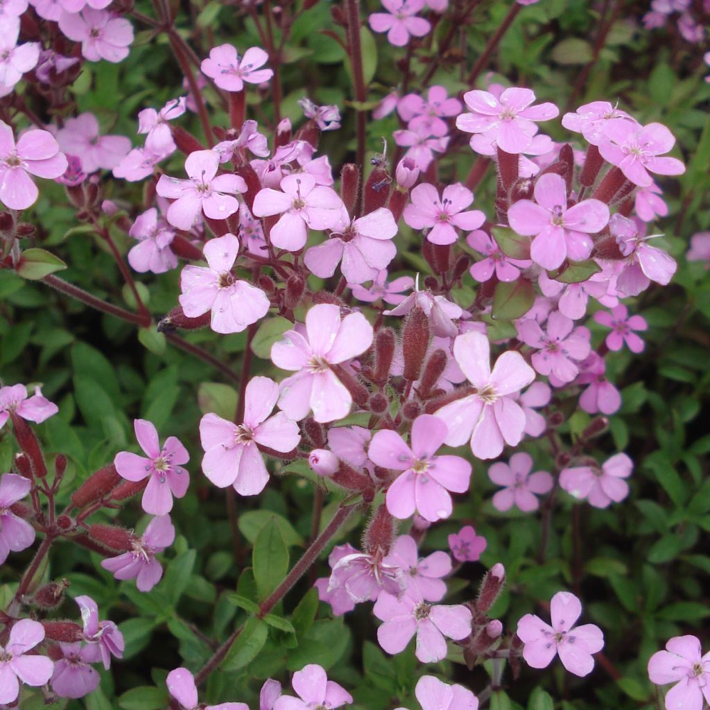 Saponaria ocymoides - Saponaria rossa