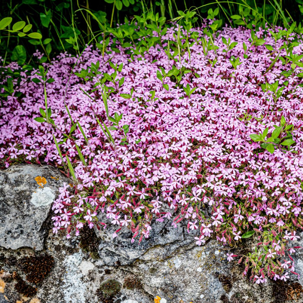 Saponaria ocymoides - Saponaria rossa