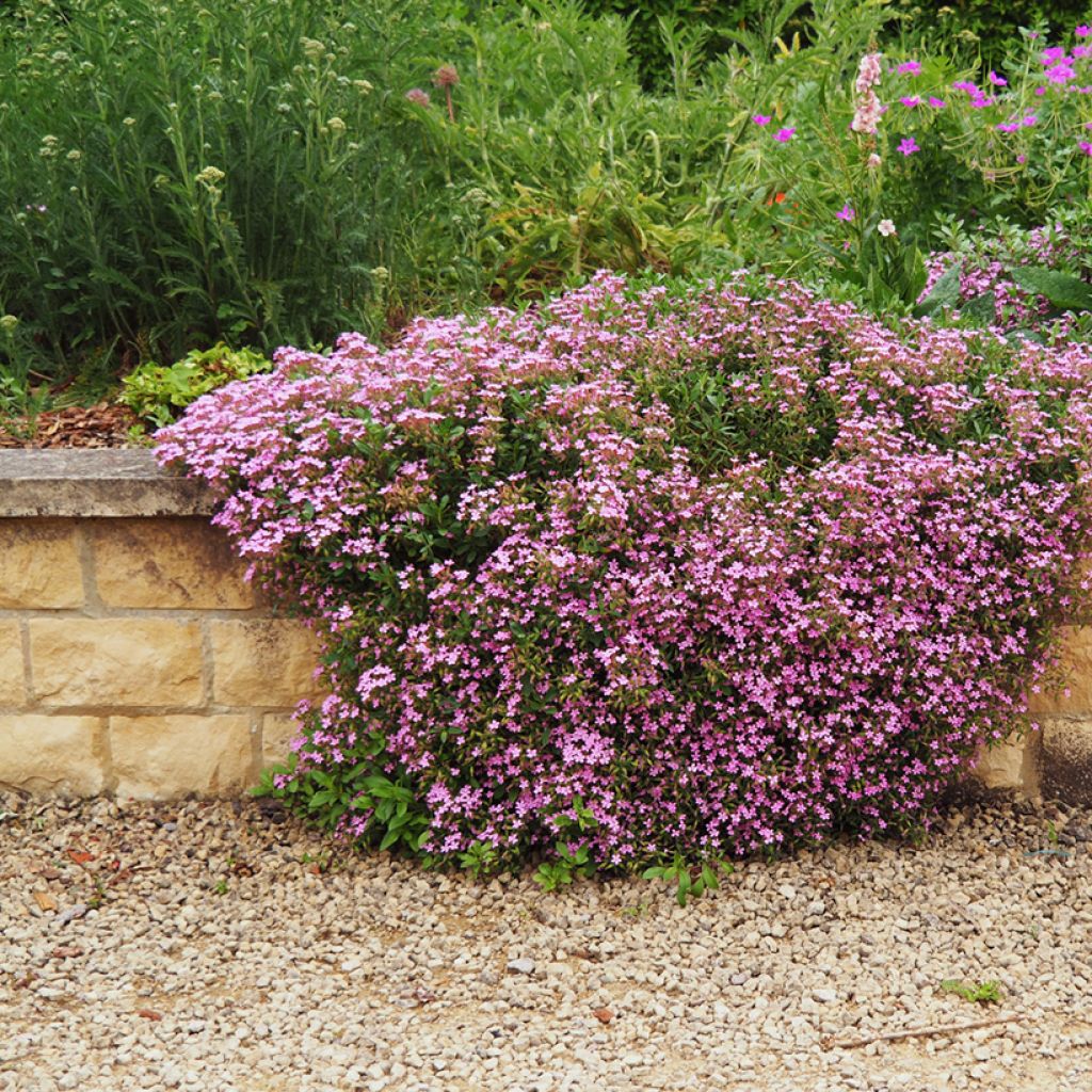 Saponaria ocymoides - Saponaria rossa