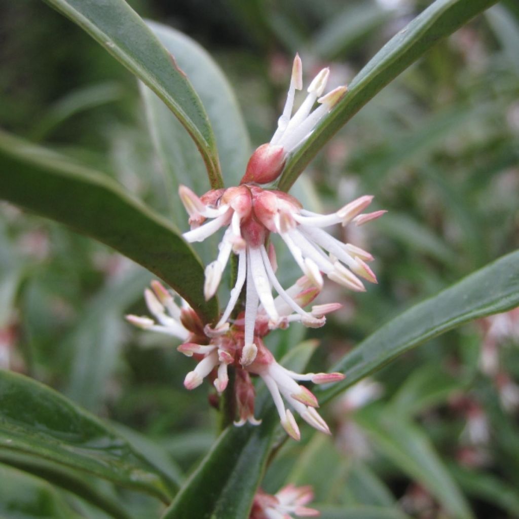 Sarcococca hookeriana Digyna