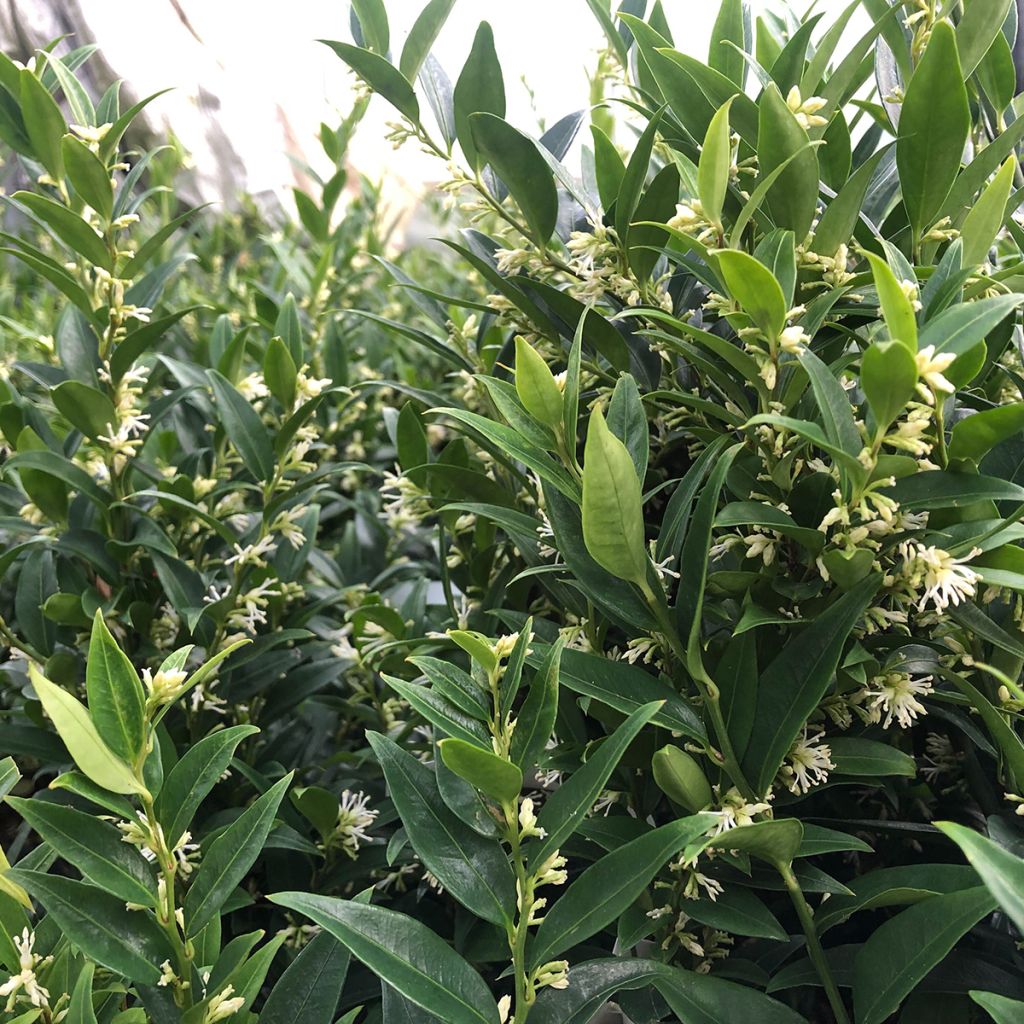 Sarcococca Dragon's gate