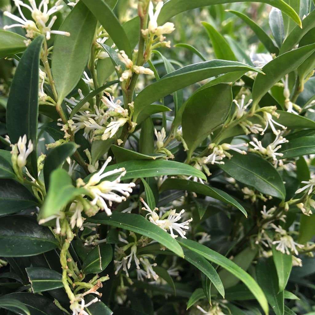 Sarcococca Dragon's gate