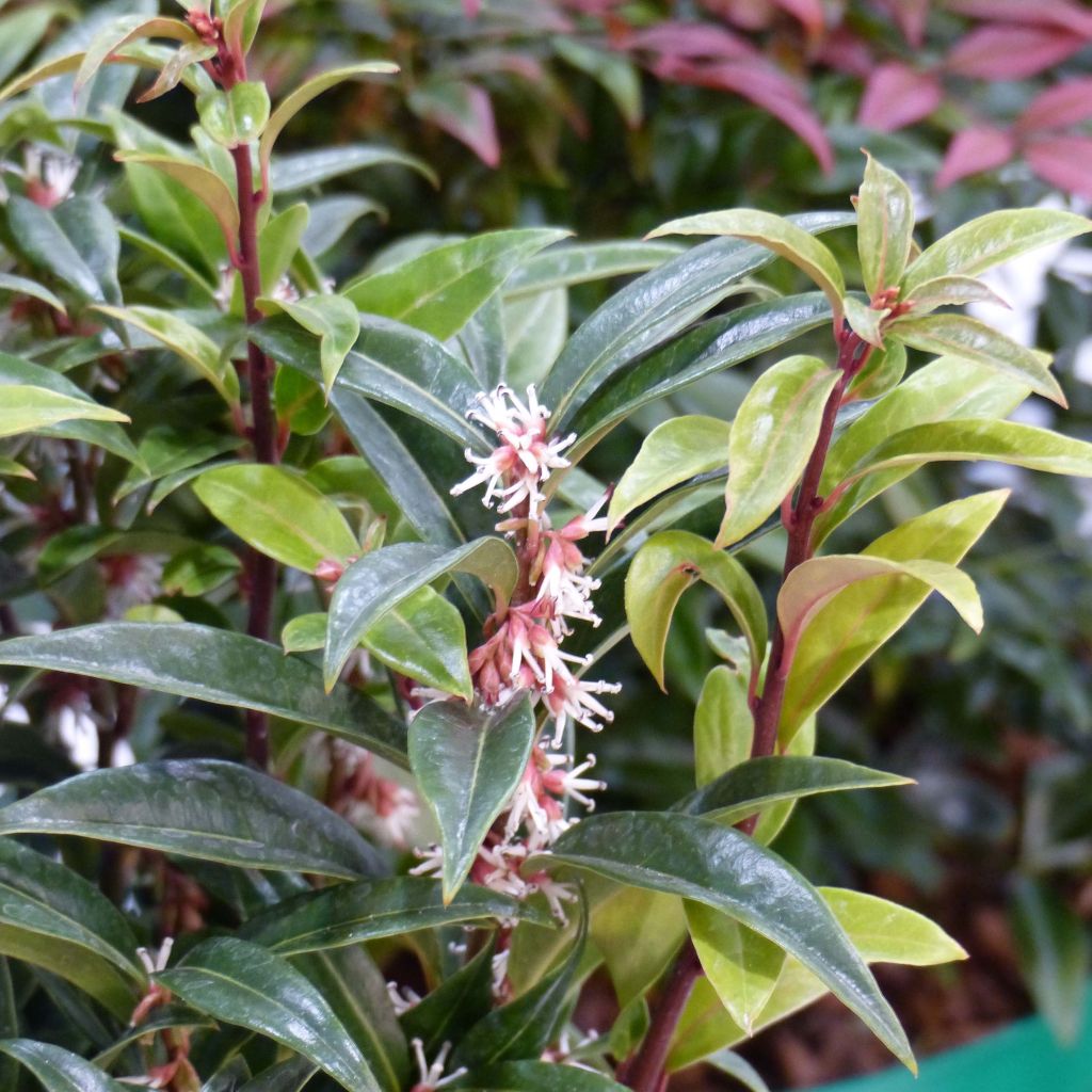 Sarcococca Winter Gem