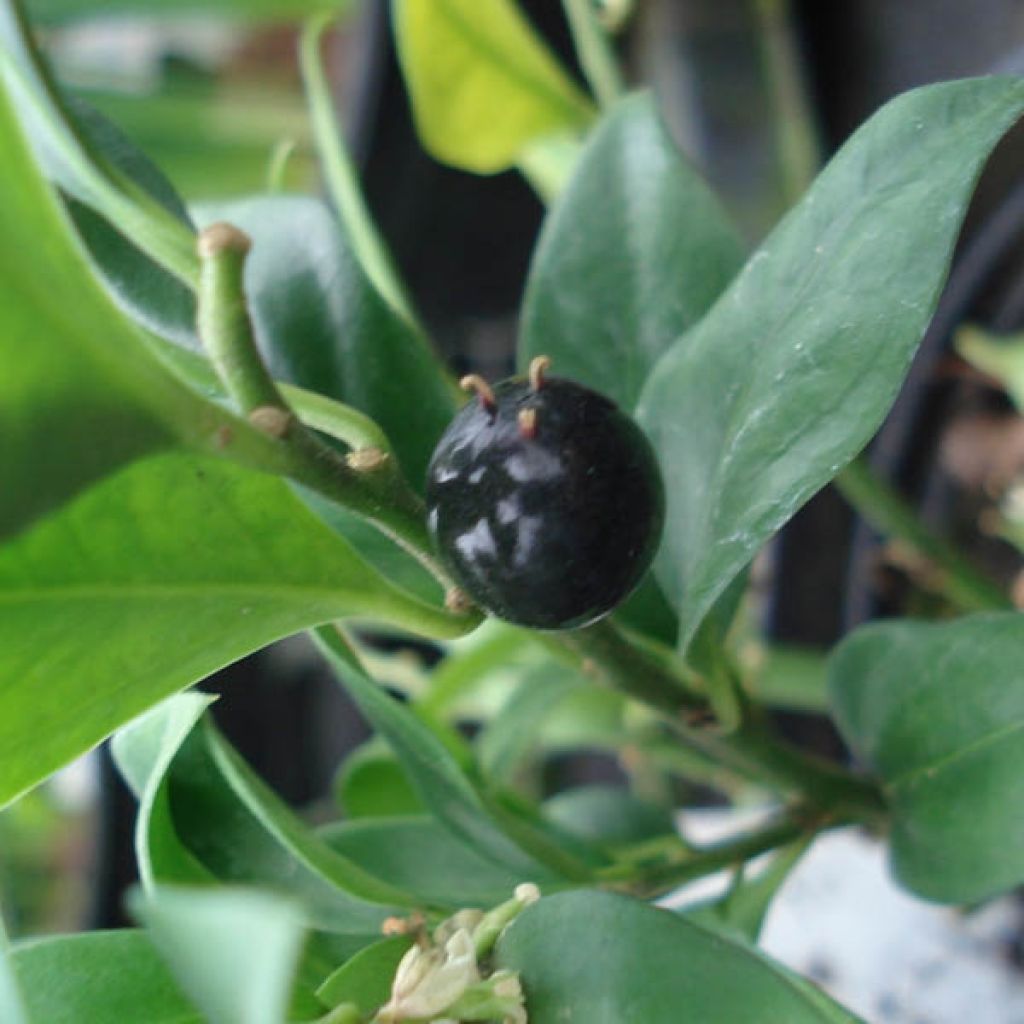 Sarcococca confusa