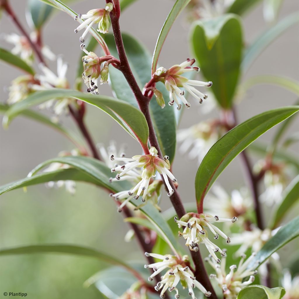 Sarcococca hookeriana var. digyna Purple Gem