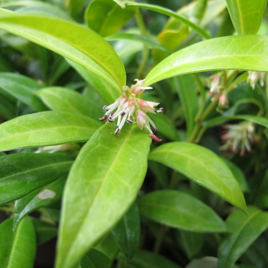 Sarcococca hookeriana var. humilis