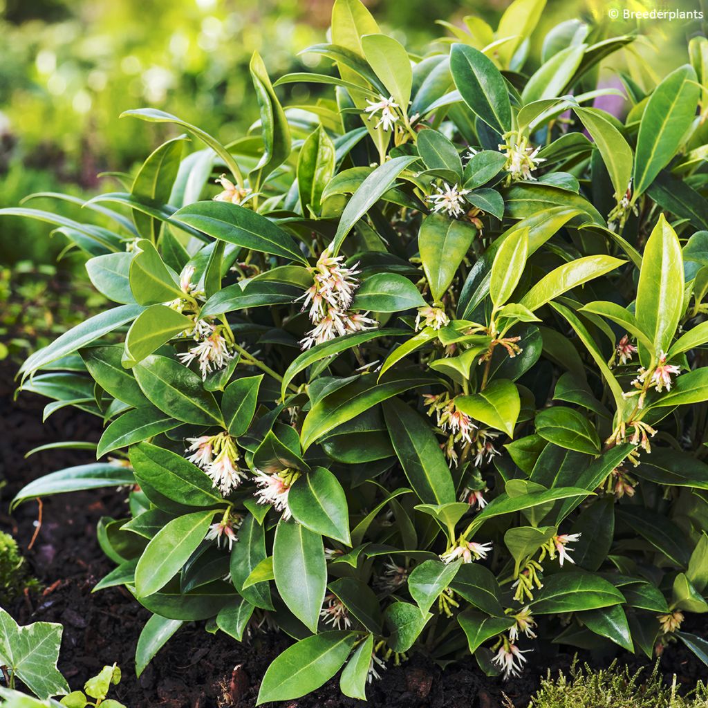 Sarcococca hookeriana var. humilis Fragrant Mountain